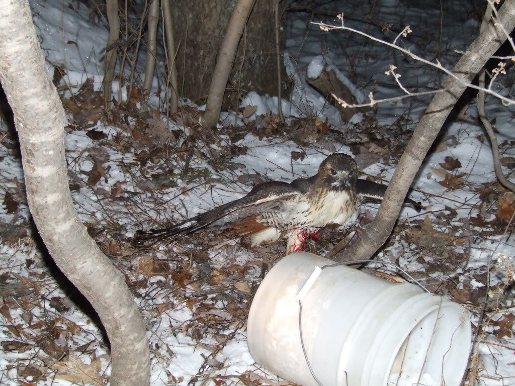 HAWK006_f0fc4da96c01cb968226e07dccf900010cb1f7cc.jpg