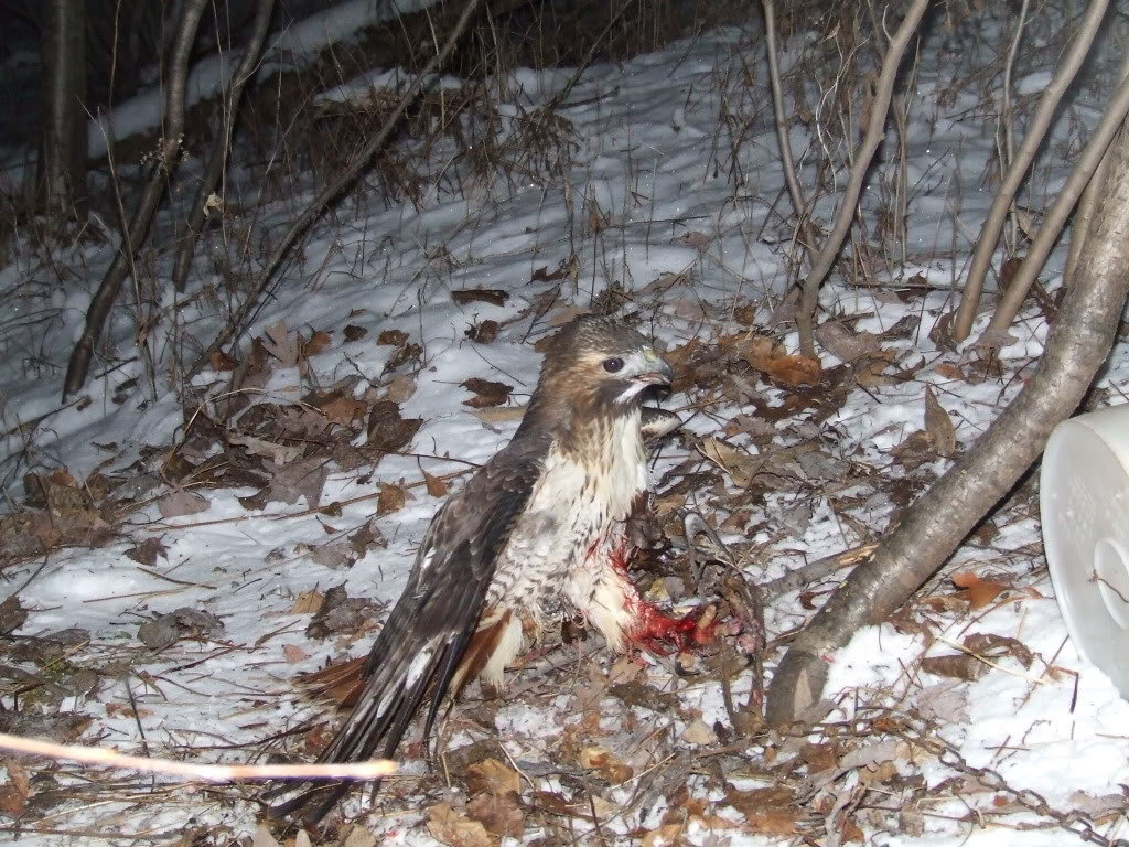 HAWK007_0942112497749900851e826e805c2aba40f30419.jpg