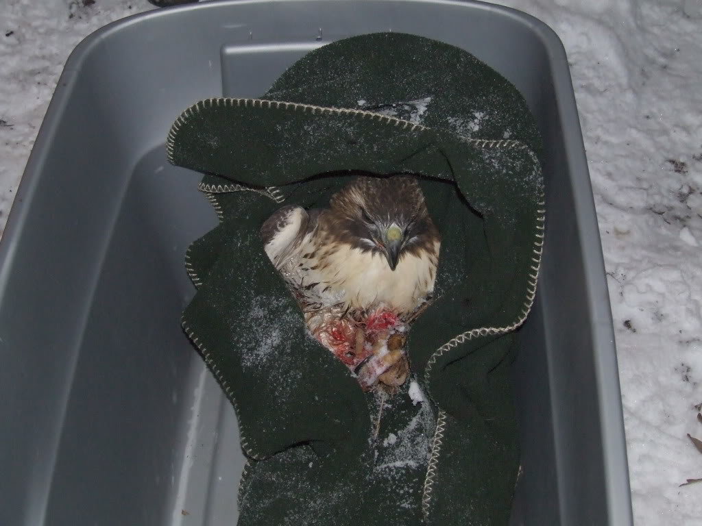HAWK019_757a6be3284861affdf36ec27836512dc259427b.jpg