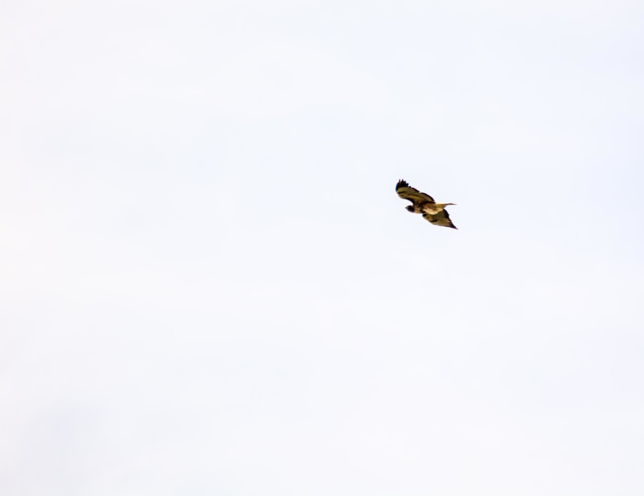 hawk1 (1 of 1).jpg
