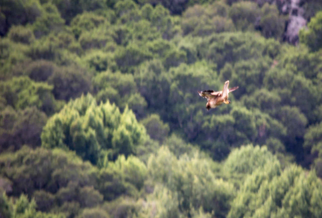 hawk1 (1 of 1).jpg
