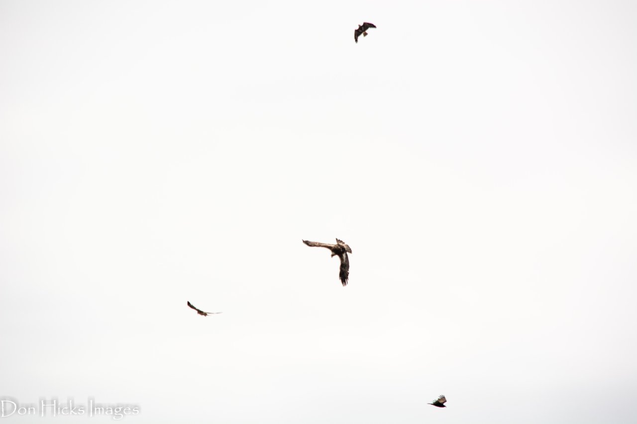 hawk14-0063.jpg