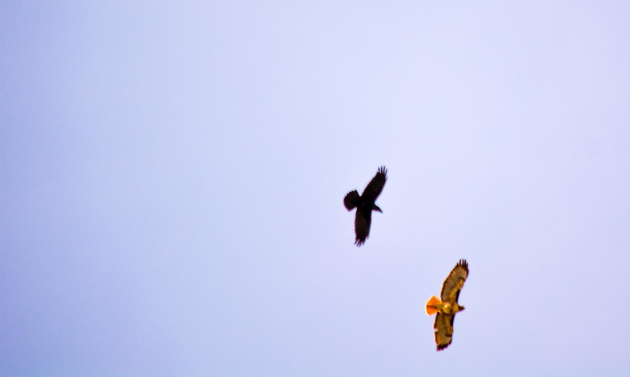 hawk2 (1 of 1).jpg