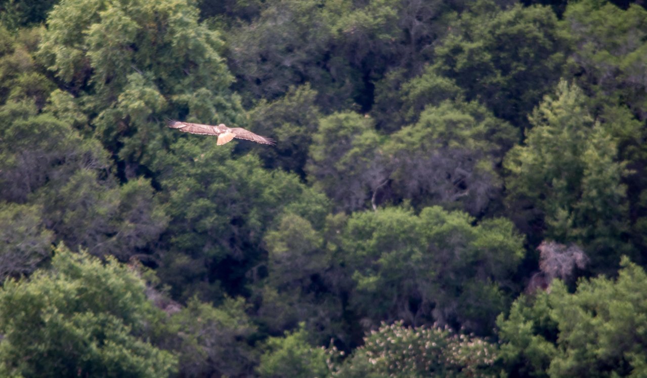 hawk2 (1 of 1).jpg
