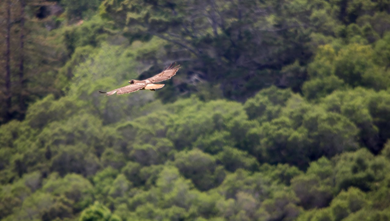 hawk4 (1 of 1).jpg