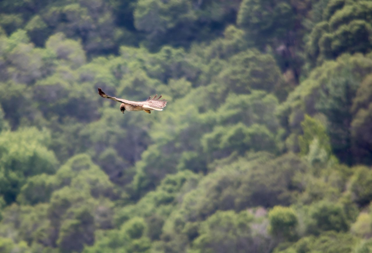 hawk5 (1 of 1).jpg