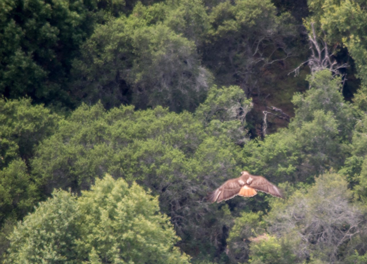 hawk7 (1 of 1).jpg
