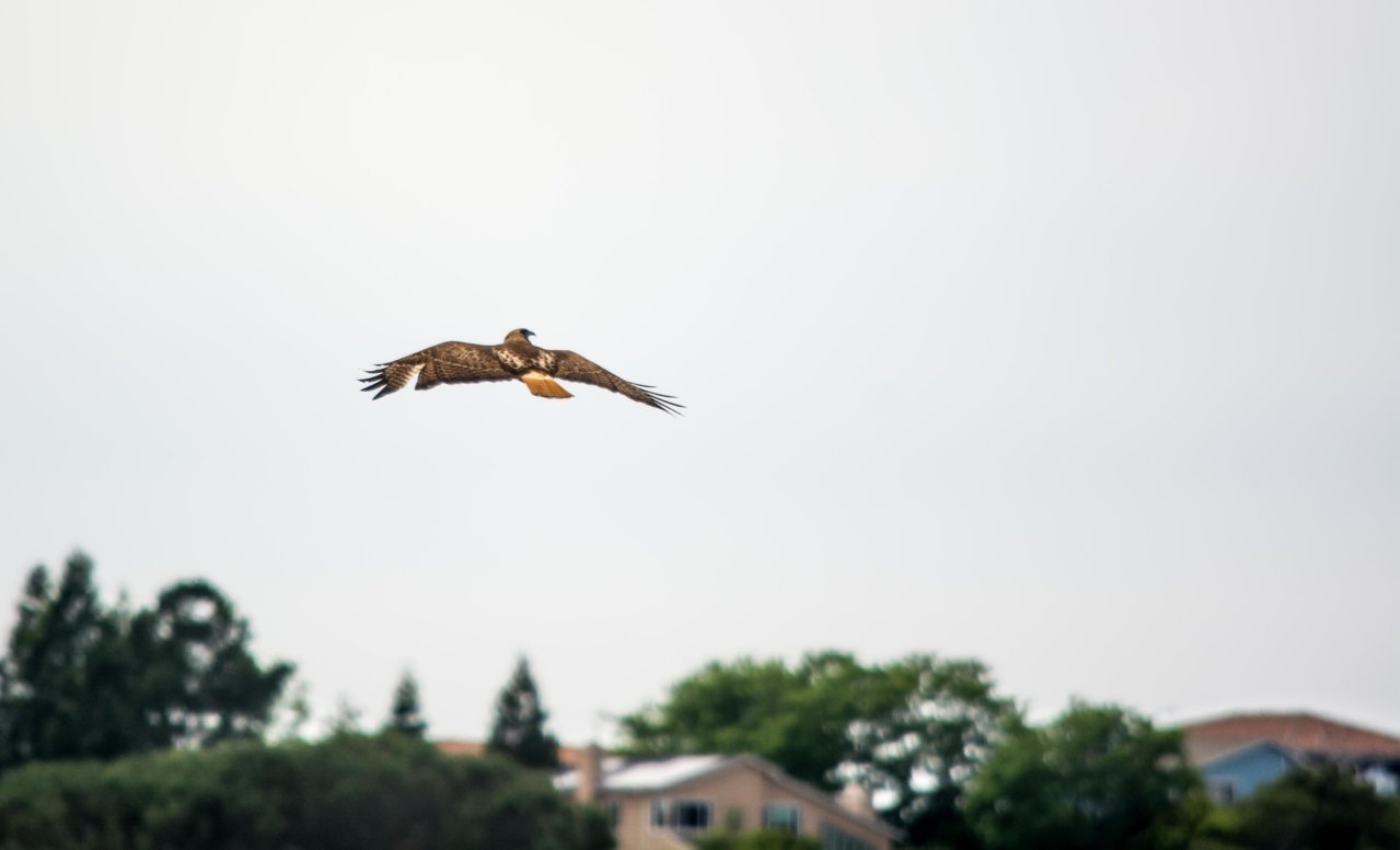hawk9 (1 of 1).jpg