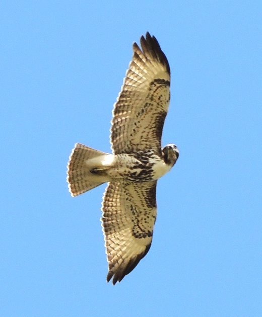 HawkRedtailed2_f4abb4da10e1fac98fc9edf7c77e4b44b8e272d5.jpg