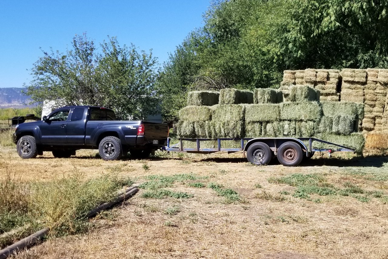 hay.jpg
