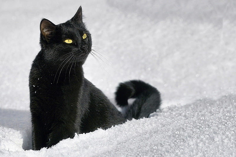 HD-wallpaper-black-cat-cute-snow-snowflakes-black-adorable-cat-winter.jpg