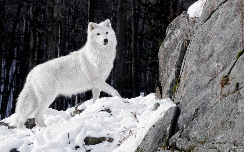 hd-white-wolf-images-free.jpg