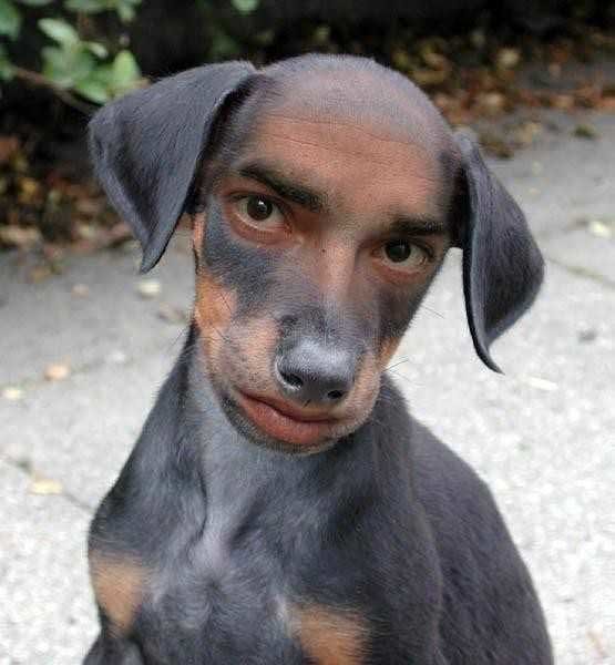 He+s+looking+for+a+dog+man+you+say+_80c30323715a34332ed141a30ac7b5d7.jpg