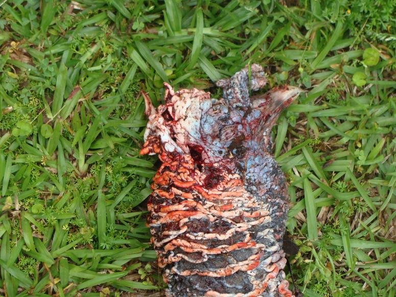 Headshot_Bird_1.jpg