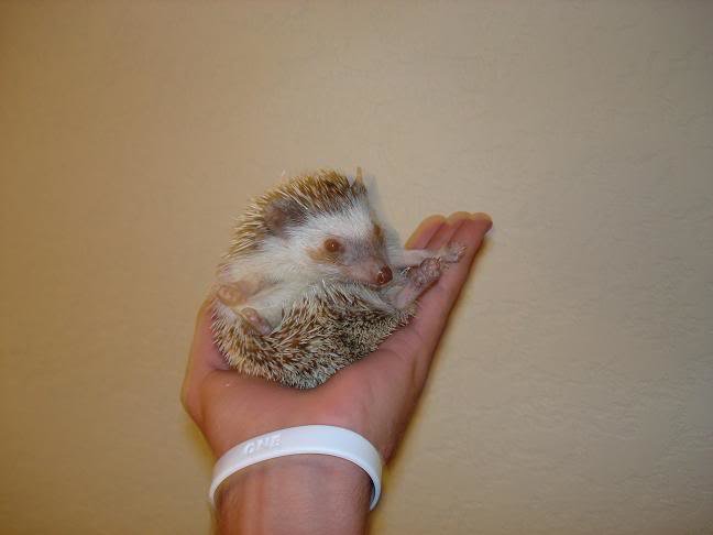 Hedgehogball_8c063e50557e8633deca39c174f0f7209d8aebef.jpg