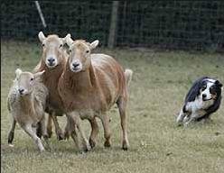 herding_zps7a80bcb2_7268d0a385ce682532e2f30ece0768232a109d31.jpg
