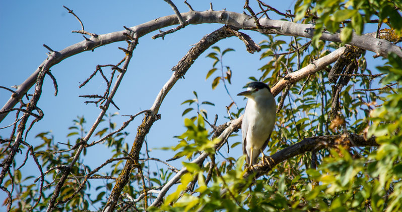 heron.jpg