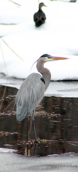 Heron.jpg