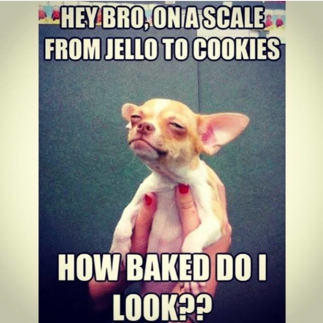 Hey-Bro-On-A-Scale-From-Jello-To-Cookies-Funny-Meme-Image.jpg