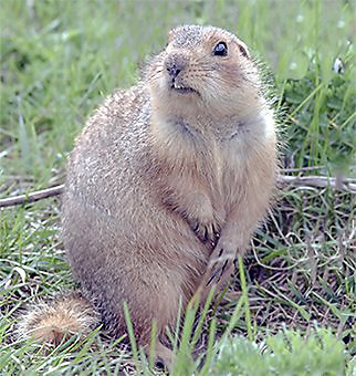 hh-us-lc-gopher-facts-habitat.jpg