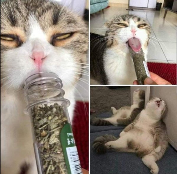 high-cat.jpg