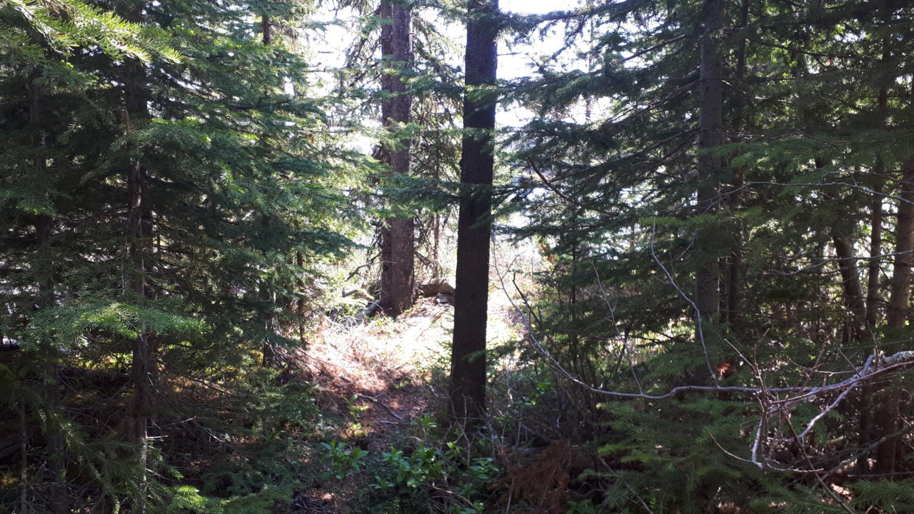 Hiketrail1.jpg