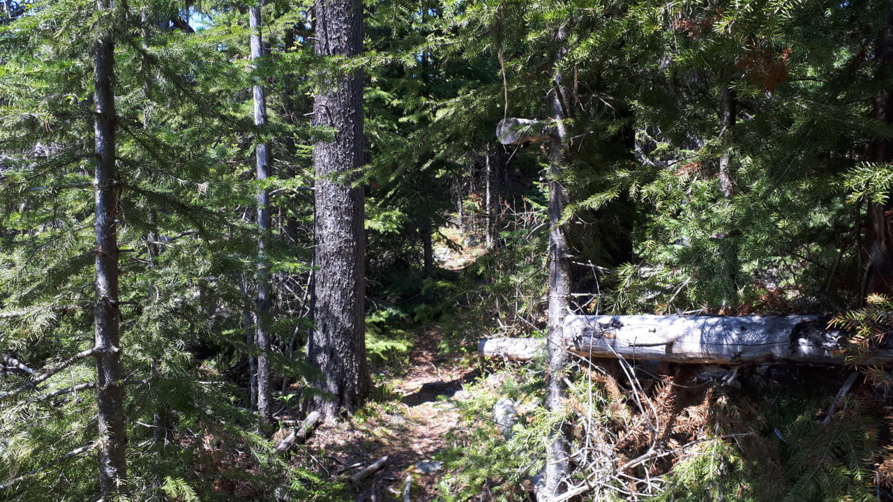 Hiketrail3.jpg