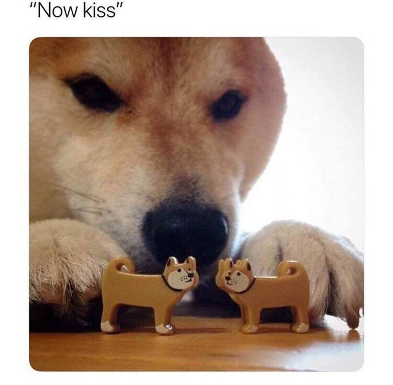 hilarious-dog-memes-dog-meme-of-a-dog-playing-with-little-dog-toys.jpg