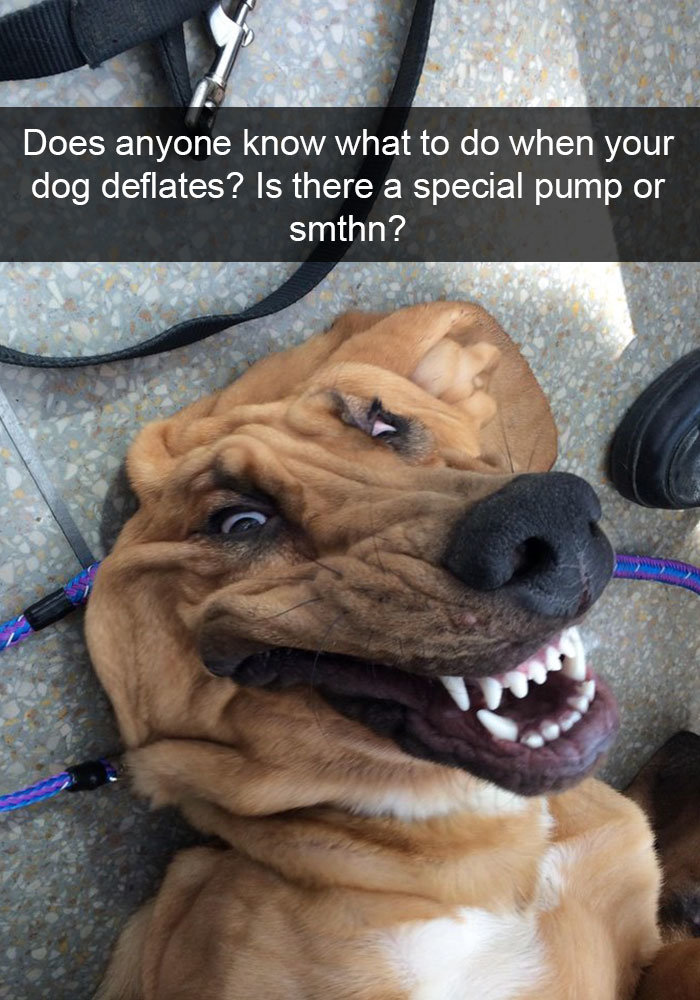 hilarious-dog-snapchats-25-58eb7fda8df43__700.jpg