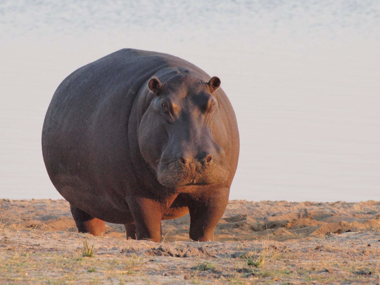 hippoWC3-5943d1495f9b58d58ab55a1e.jpg