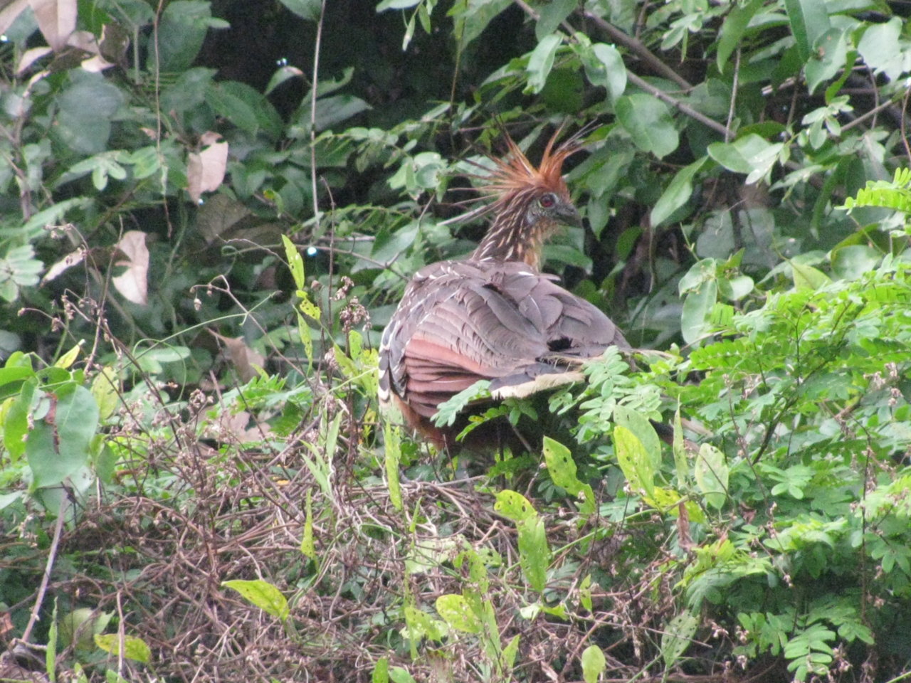 Hoatzin.jpg