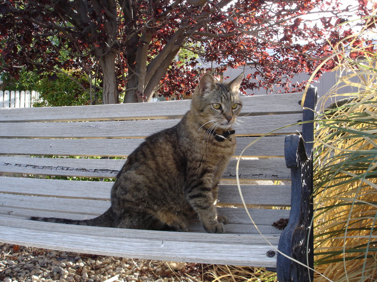 HobbsCat.jpg