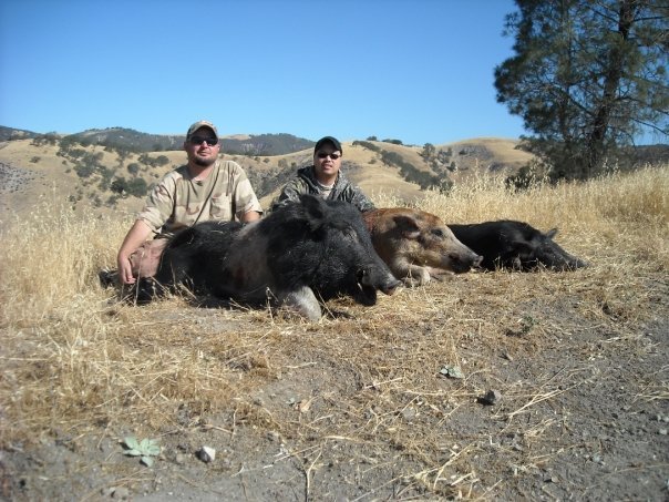 hogs.jpg