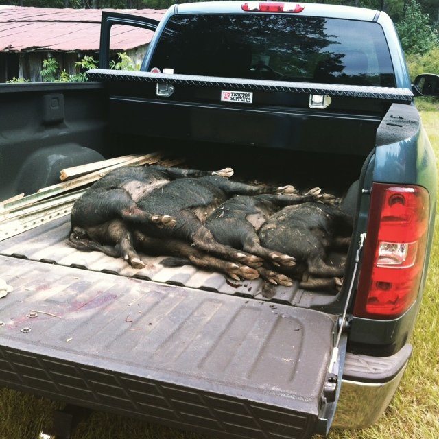 hogs.jpg