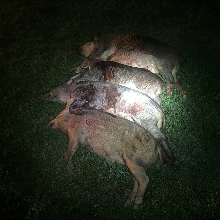 Hogs.jpg