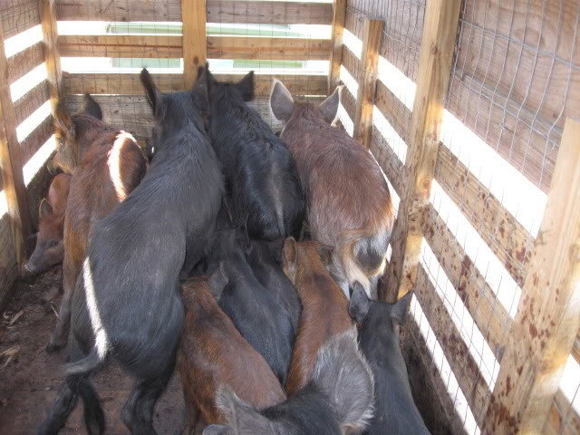 hogs1_d35f1cdc89104cc31e2761439f32e7315b5a8d9b.jpg
