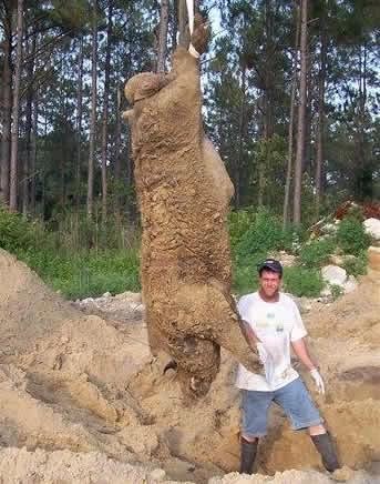 hogzilla_2b18ca2693ba66448e3f64b4da9eb21ab60f7a19.jpg