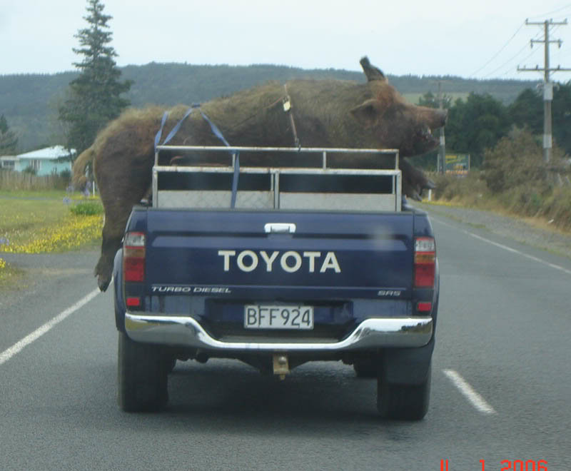 hogzilla_c6a9586ada380f978e272d1a2daa21bedb6cd7b7.jpg