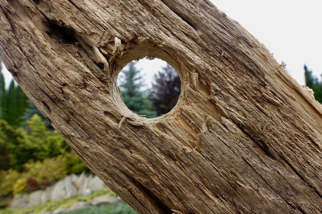 Hole_in_wood.jpg