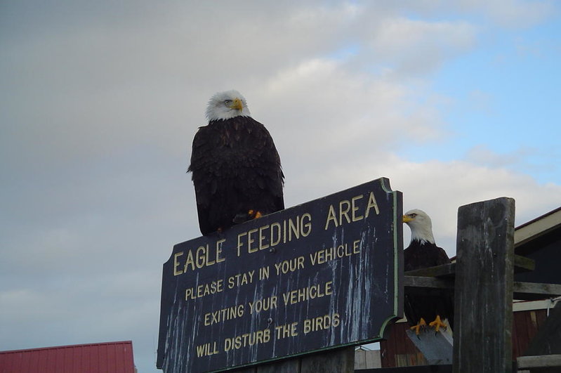 homer_eagle32.jpg