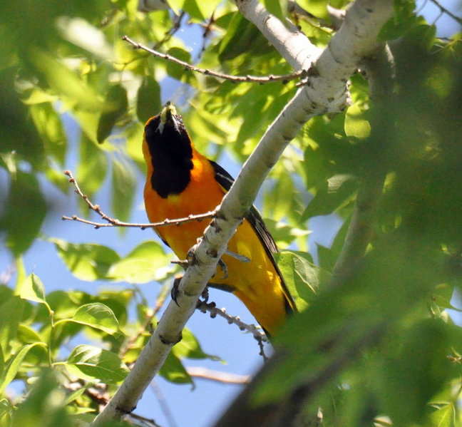 Hooded Oriole.jpg
