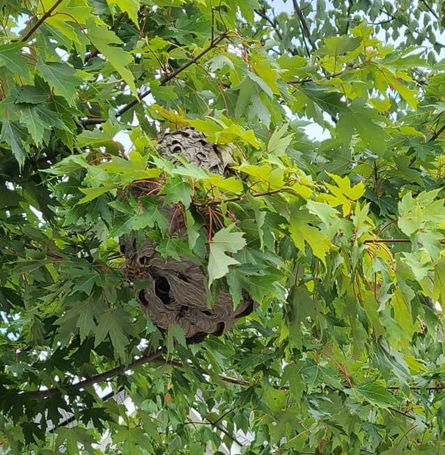 Hornet nest.jpg