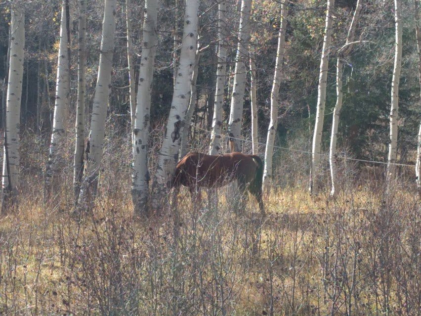 horse elk camp.jpg