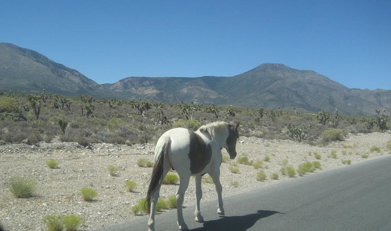 Horse.jpg