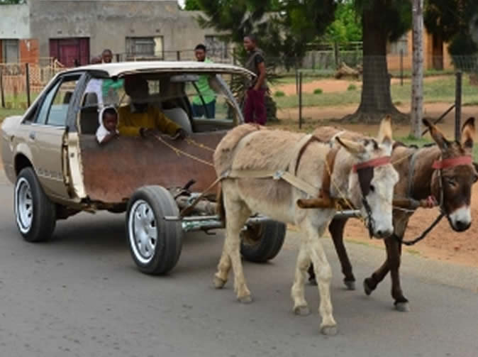 Horse-Power-Car-12-Two-Donkies-Pulling-Car.jpg