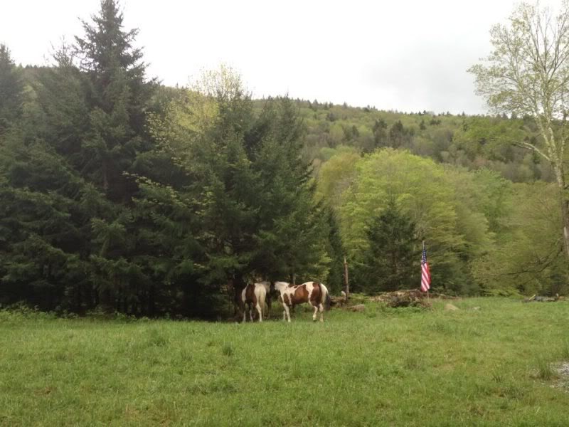 horses_6aeee859e66069026616b1a3dd65fcc68487a0a9.jpg