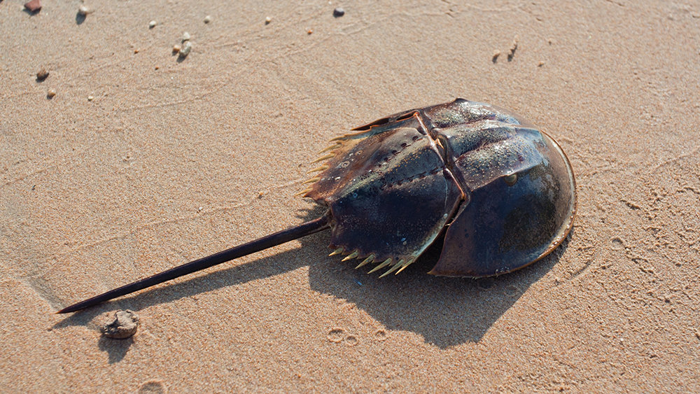 horseshoecrab-1000x563-Stage.jpg