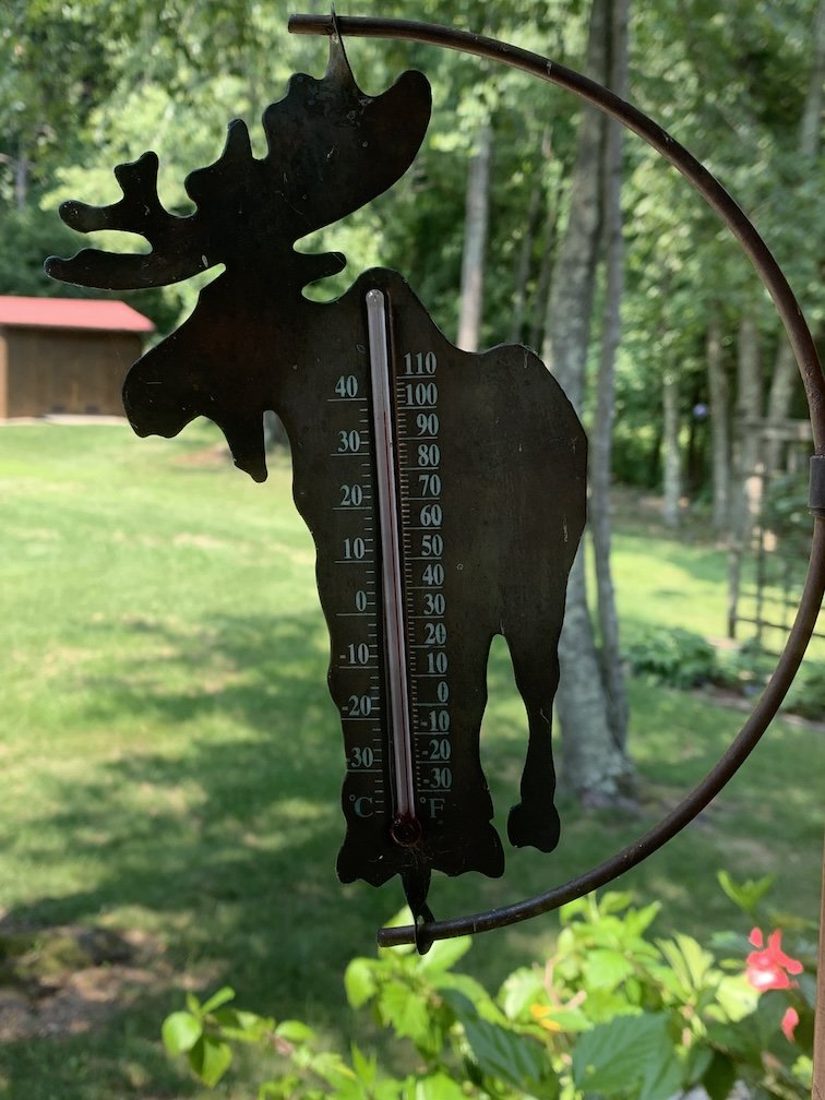 hot_moose.jpg