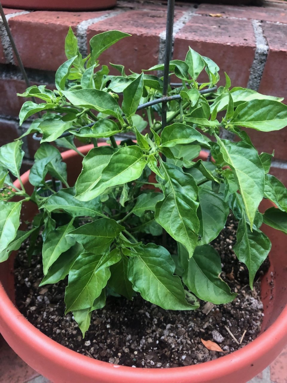 hotsauce.jpg