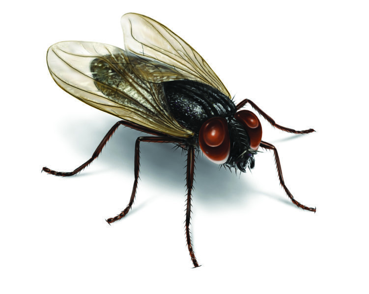 house-fly-illustration_2550x2037.jpg